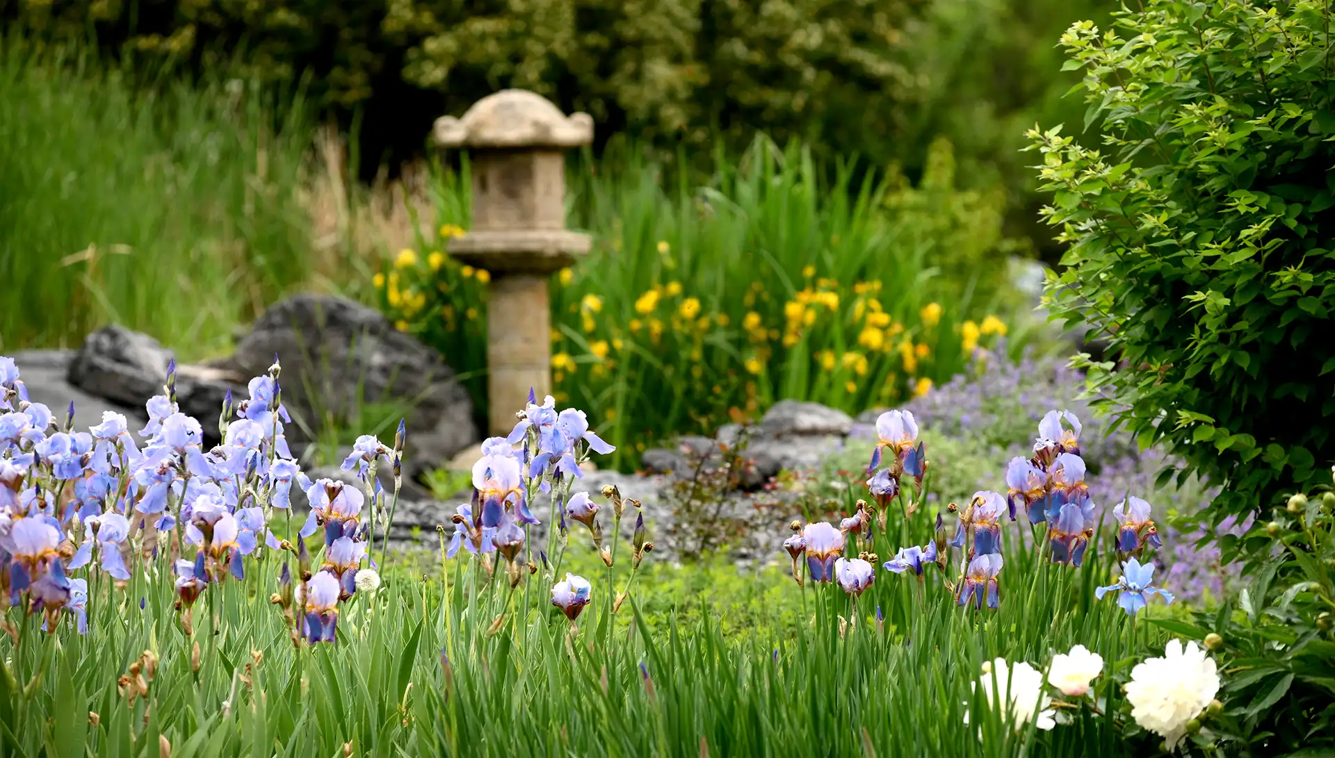 campus Japanese garden at sunrise