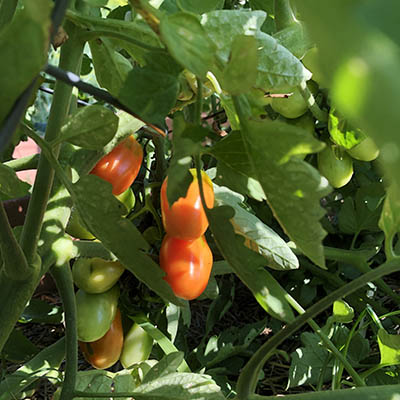 Tomatoes growing on a vine.