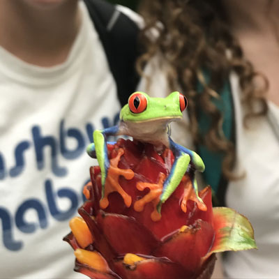 A red-eyed tree frog perched on a flower in the La Paz Gardens.